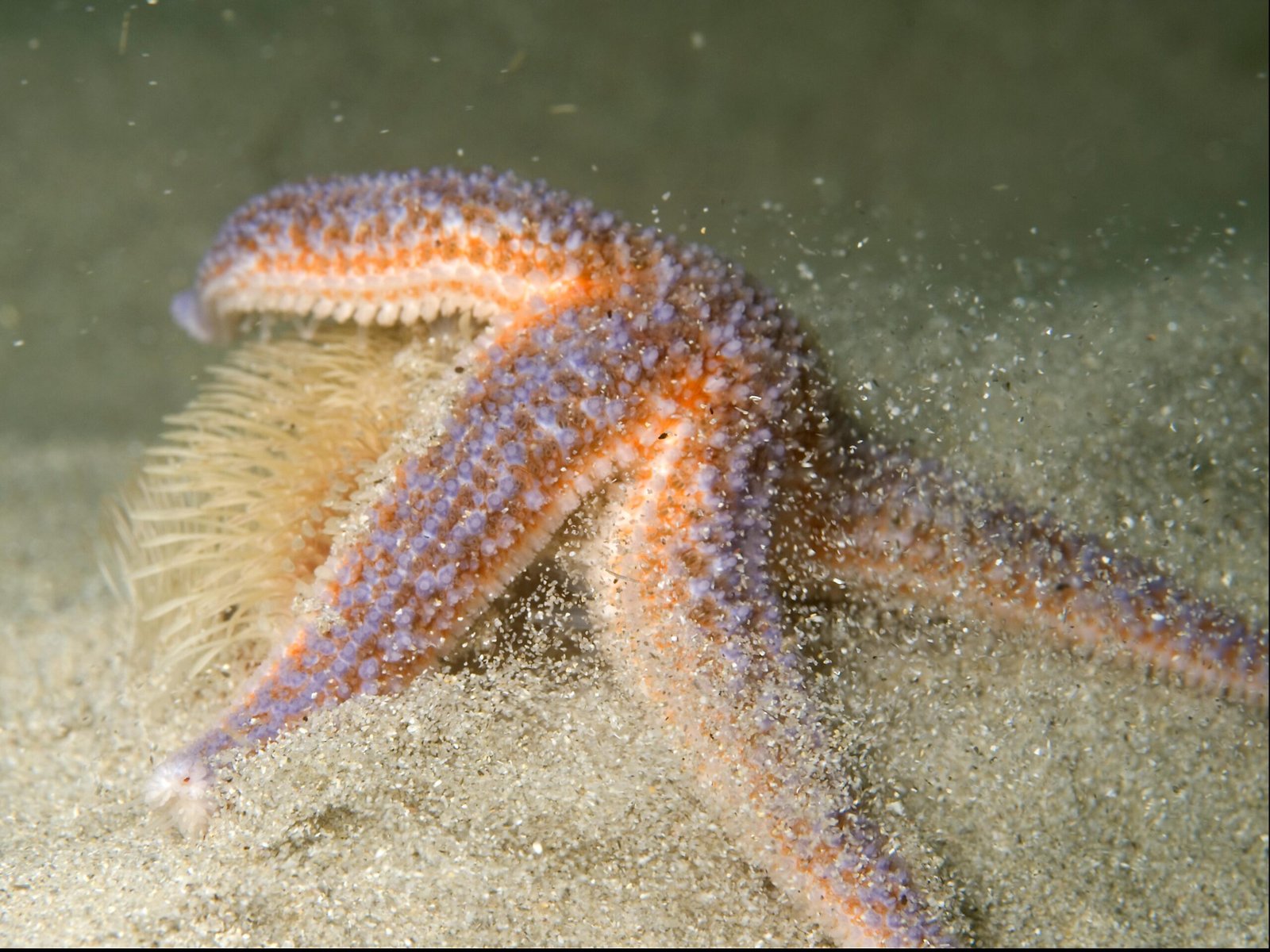 Survival of the Fittest—Literally (image credits: wikimedia)