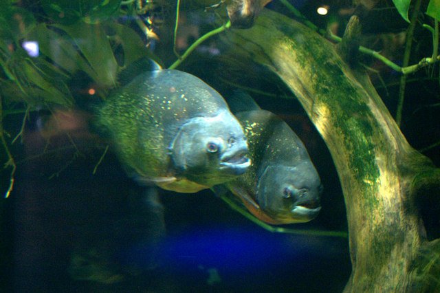 Cannibalism and Reproduction: A Dark Partnership (image credits: wikimedia)