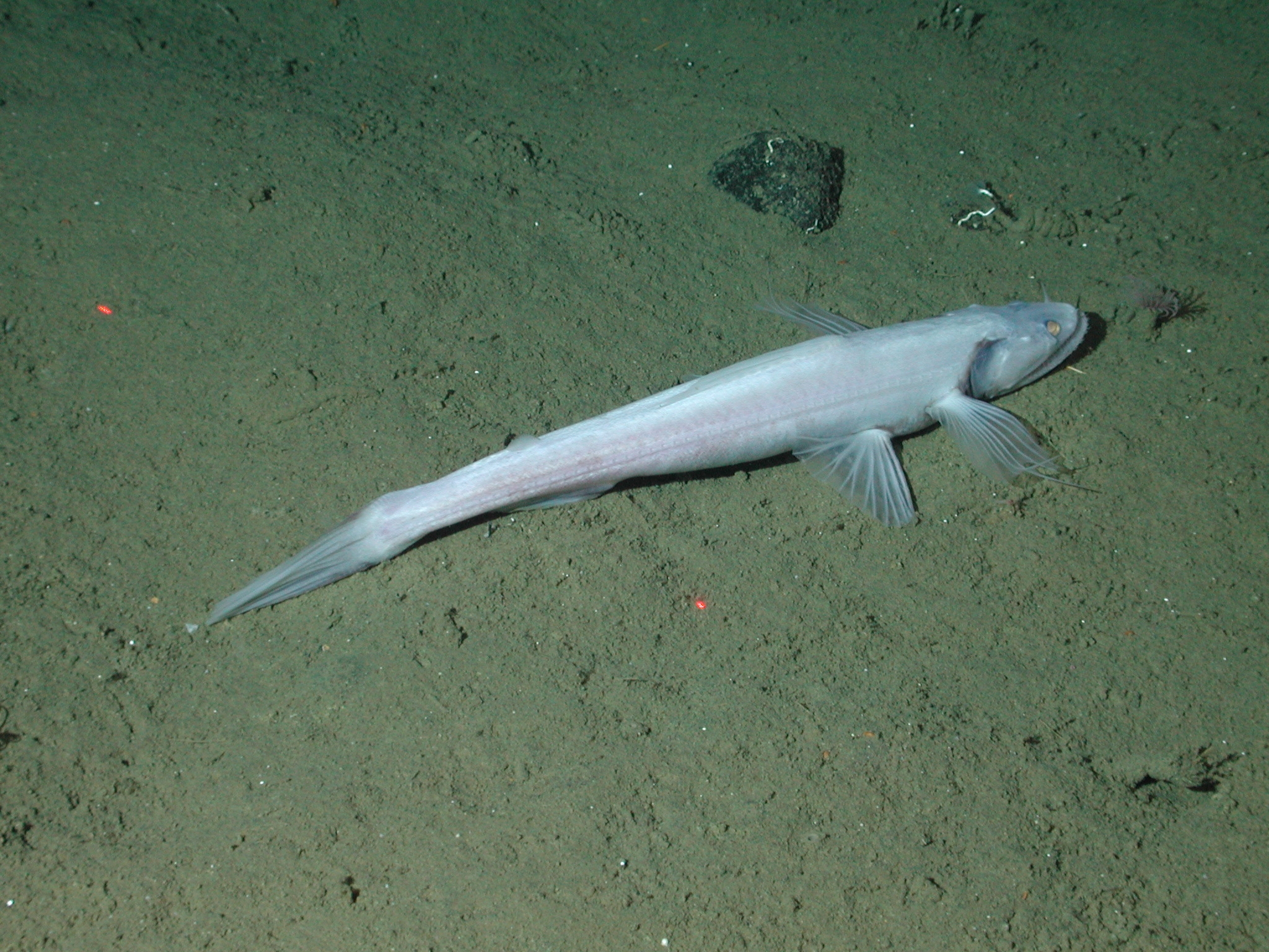 Cannibalism in the Deep Sea: Why It’s More Common Than You Think