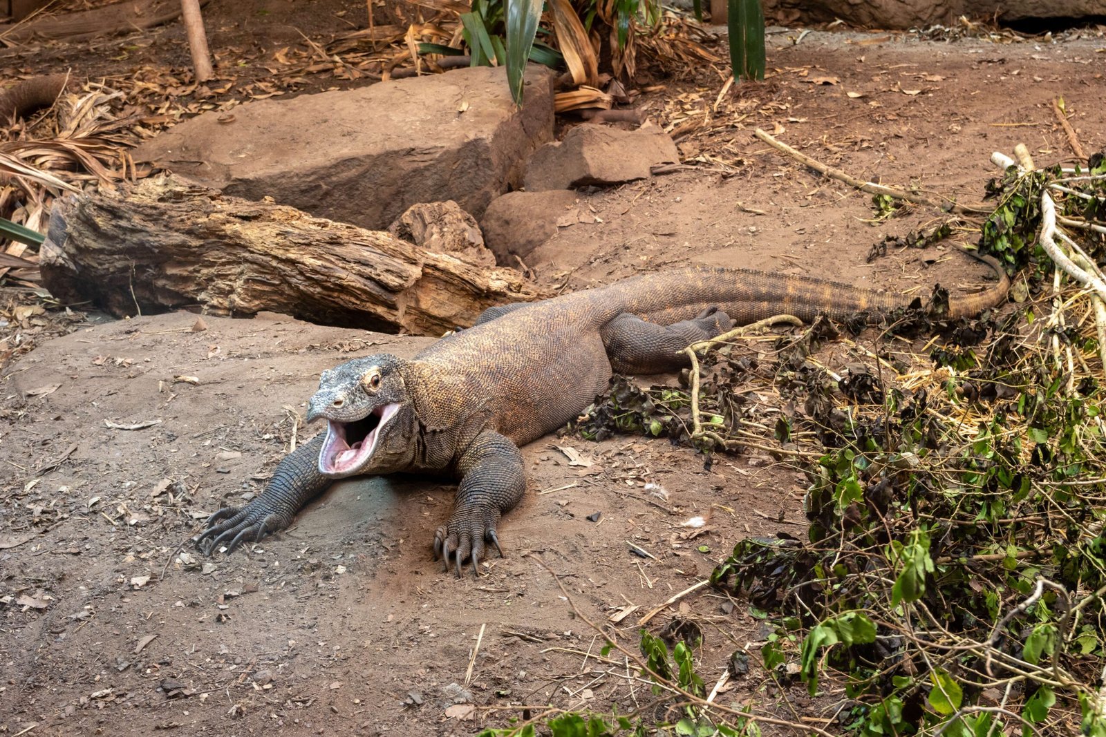Chester Zoo: Saving Species, One Project at a Time (image credits: wikimedia)