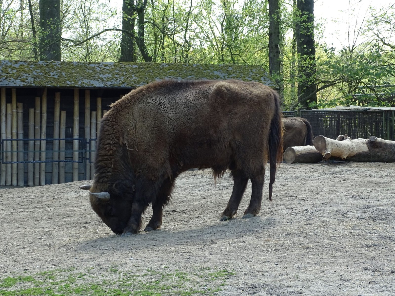 Berlin Zoo and Tierpark: Champions of European Wildlife (image credits: wikimedia)