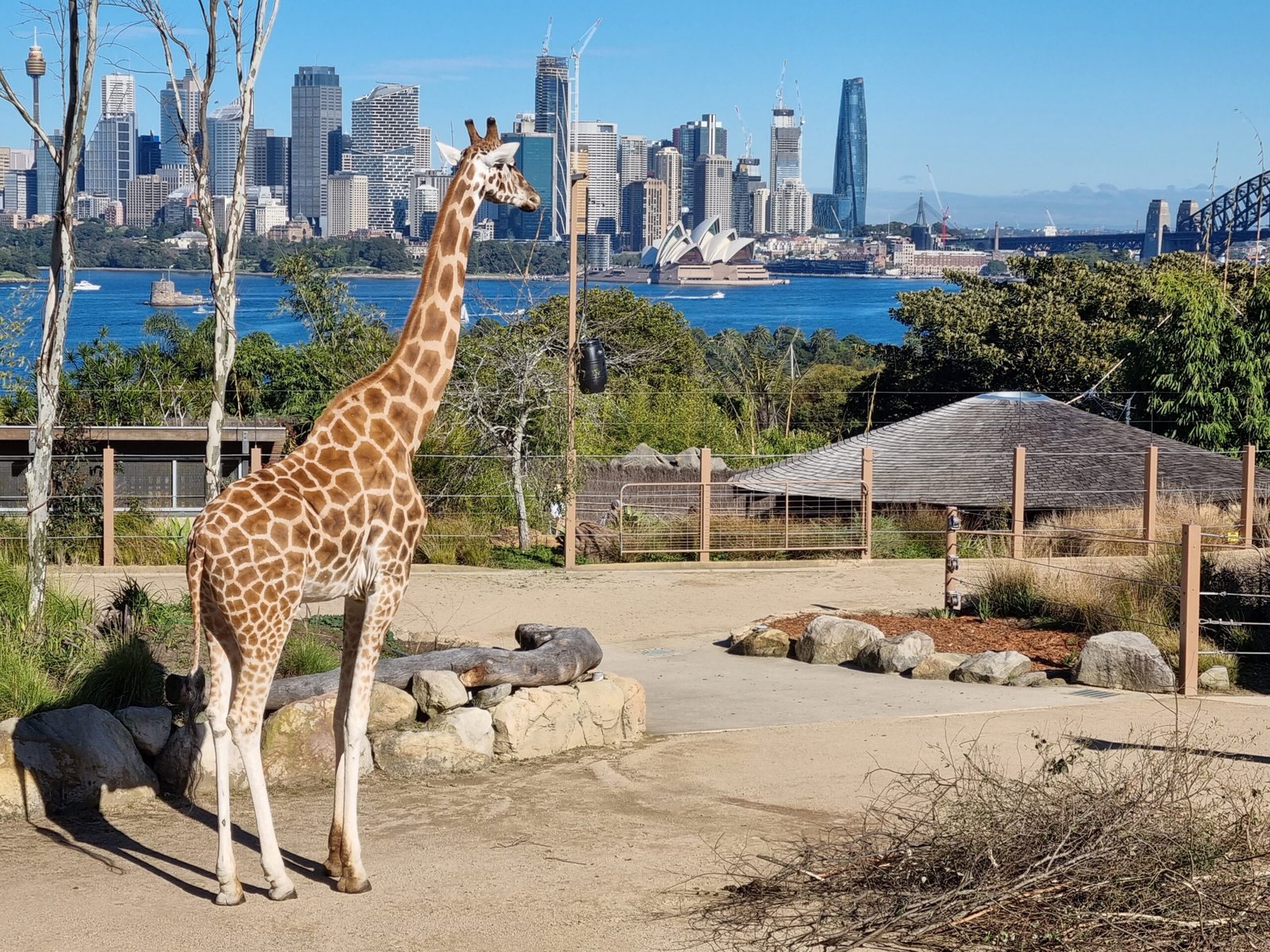 Taronga Conservation Society Australia: Safeguarding Down Under’s Unique Fauna (image credits: wikimedia)
