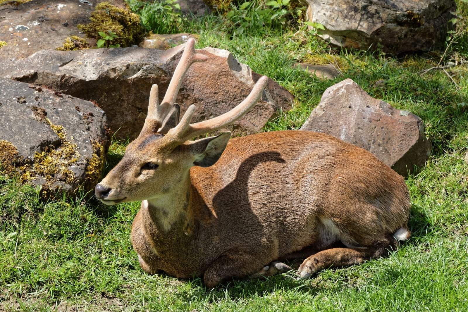 Beauval Zoo: France’s Hub for Reintroduction and Research (image credits: wikimedia)