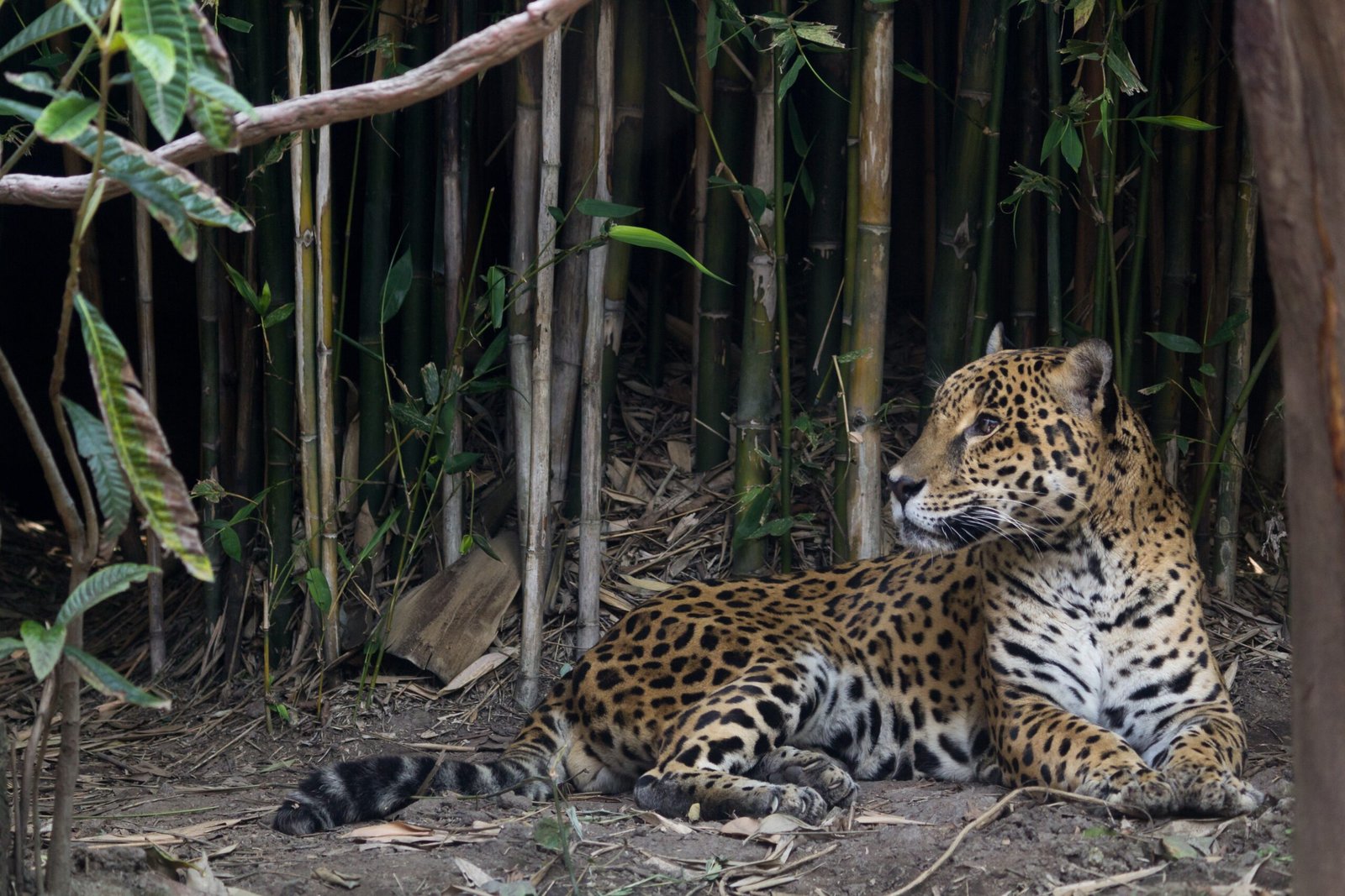 The Unstoppable Spirit of Conservation Science (image credits: wikimedia)