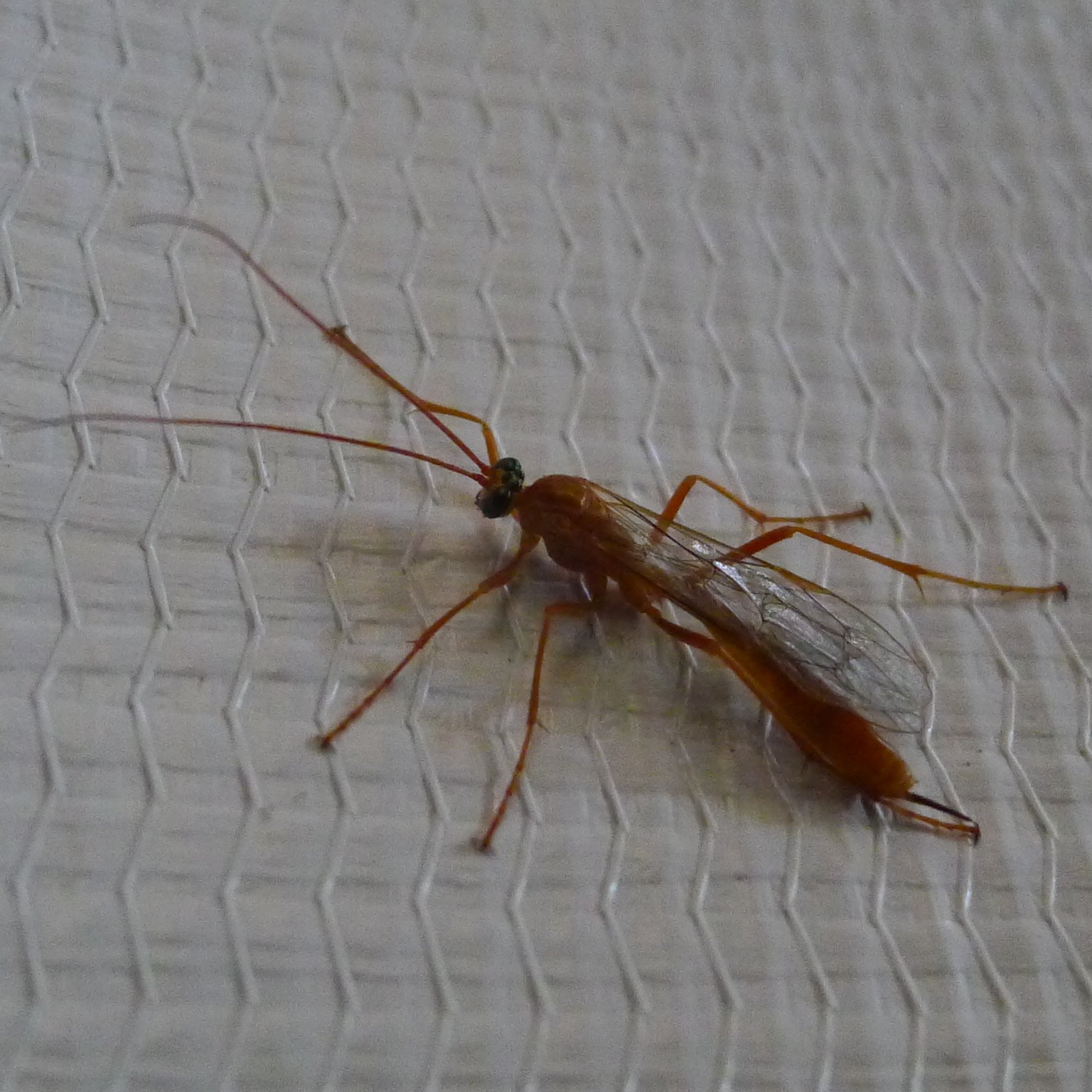 Other Bizarre Examples in Nature (image credits: wikimedia)