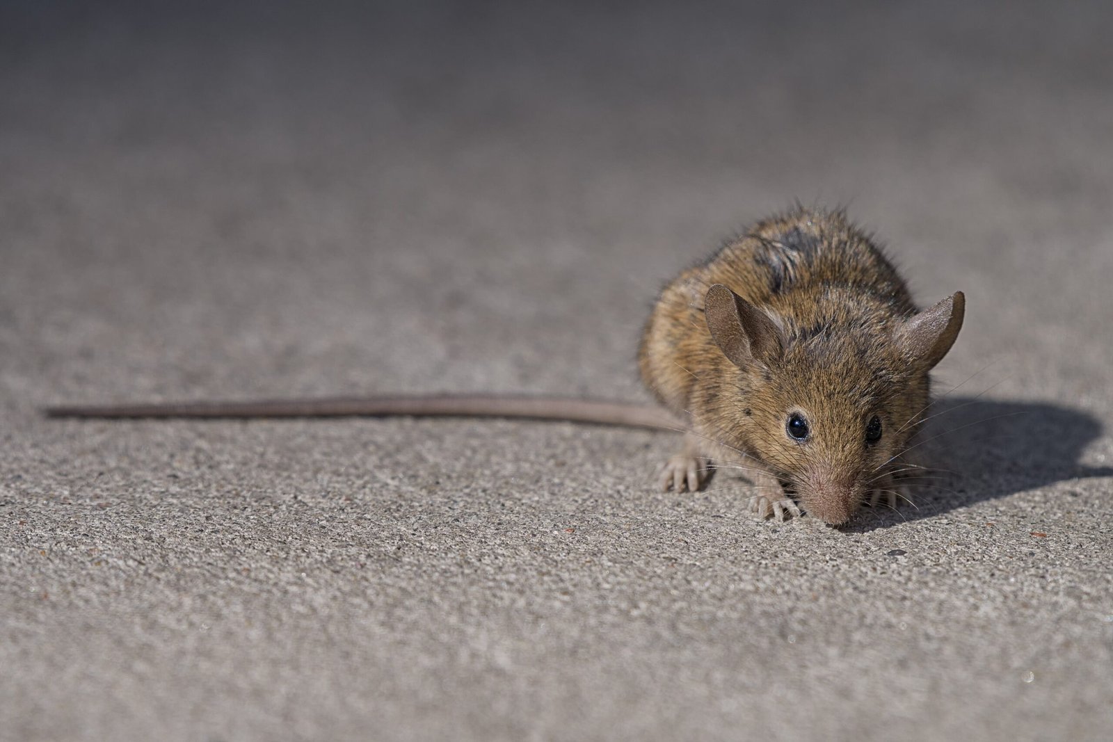 Why Do Rats Need to Swim? (image credits: wikimedia)