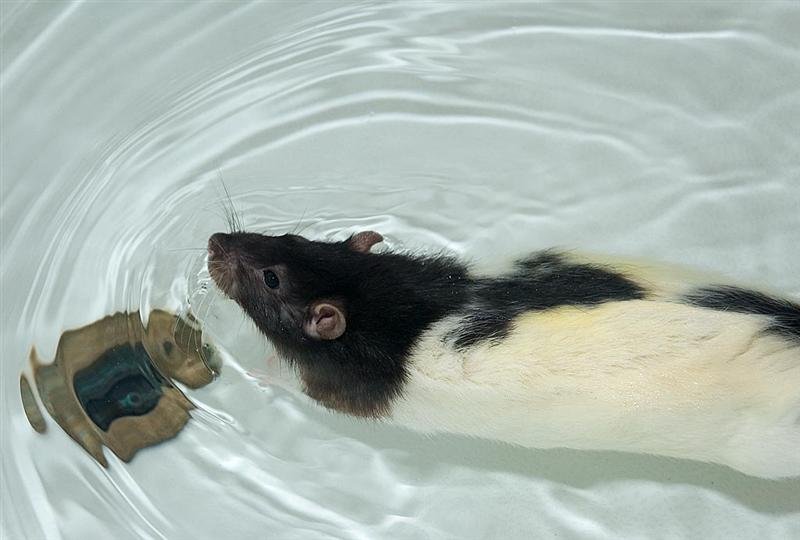 The Science of Rat Swimming (image credits: wikimedia)