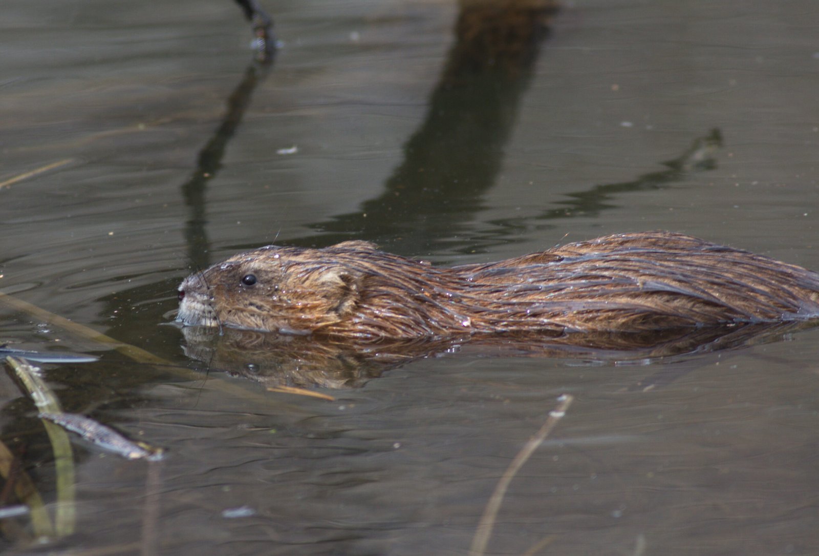 Remarkable Rat Senses (image credits: wikimedia)