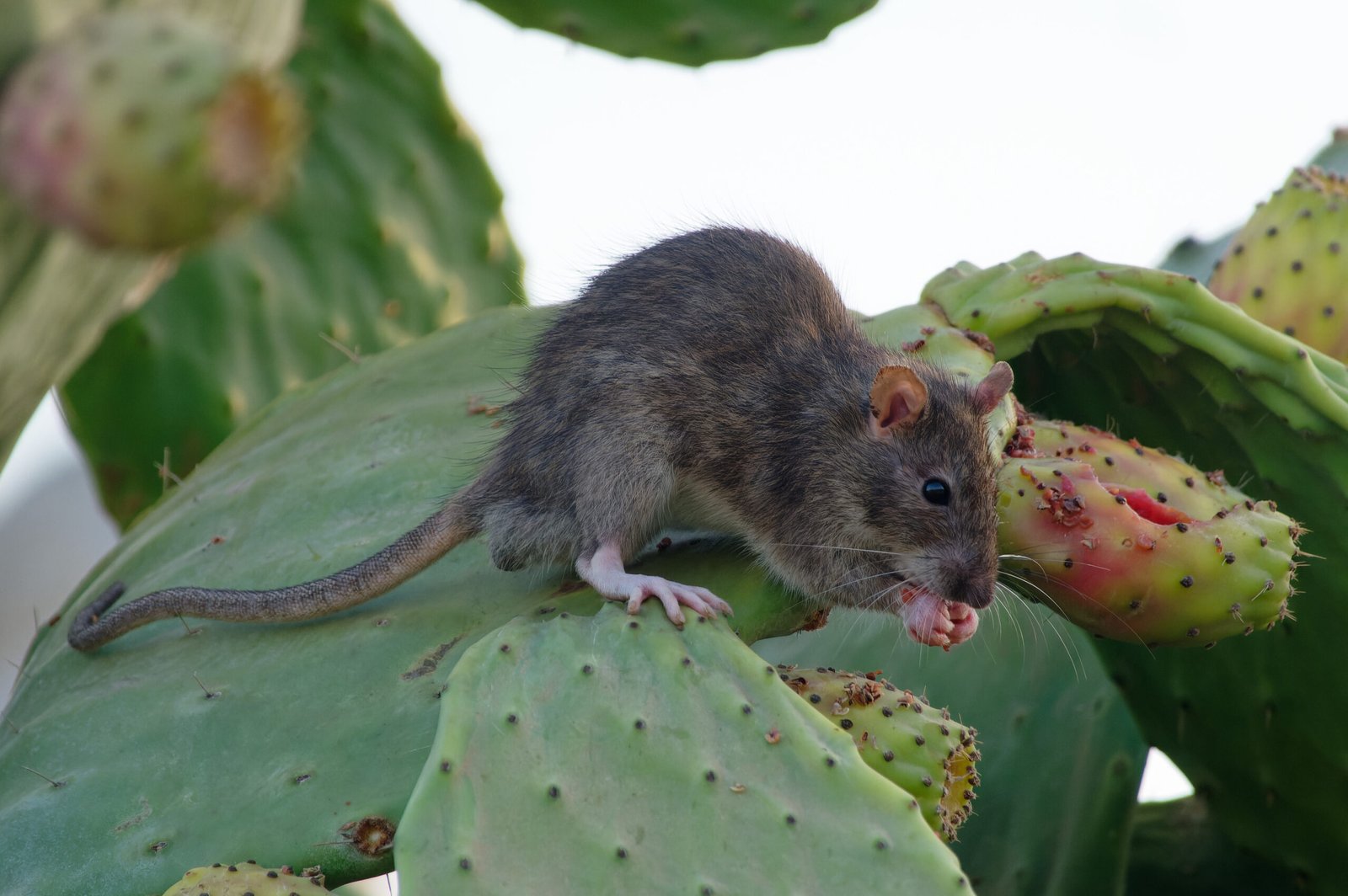 How Swimming Helps Rats Survive Urban Life (image credits: wikimedia)