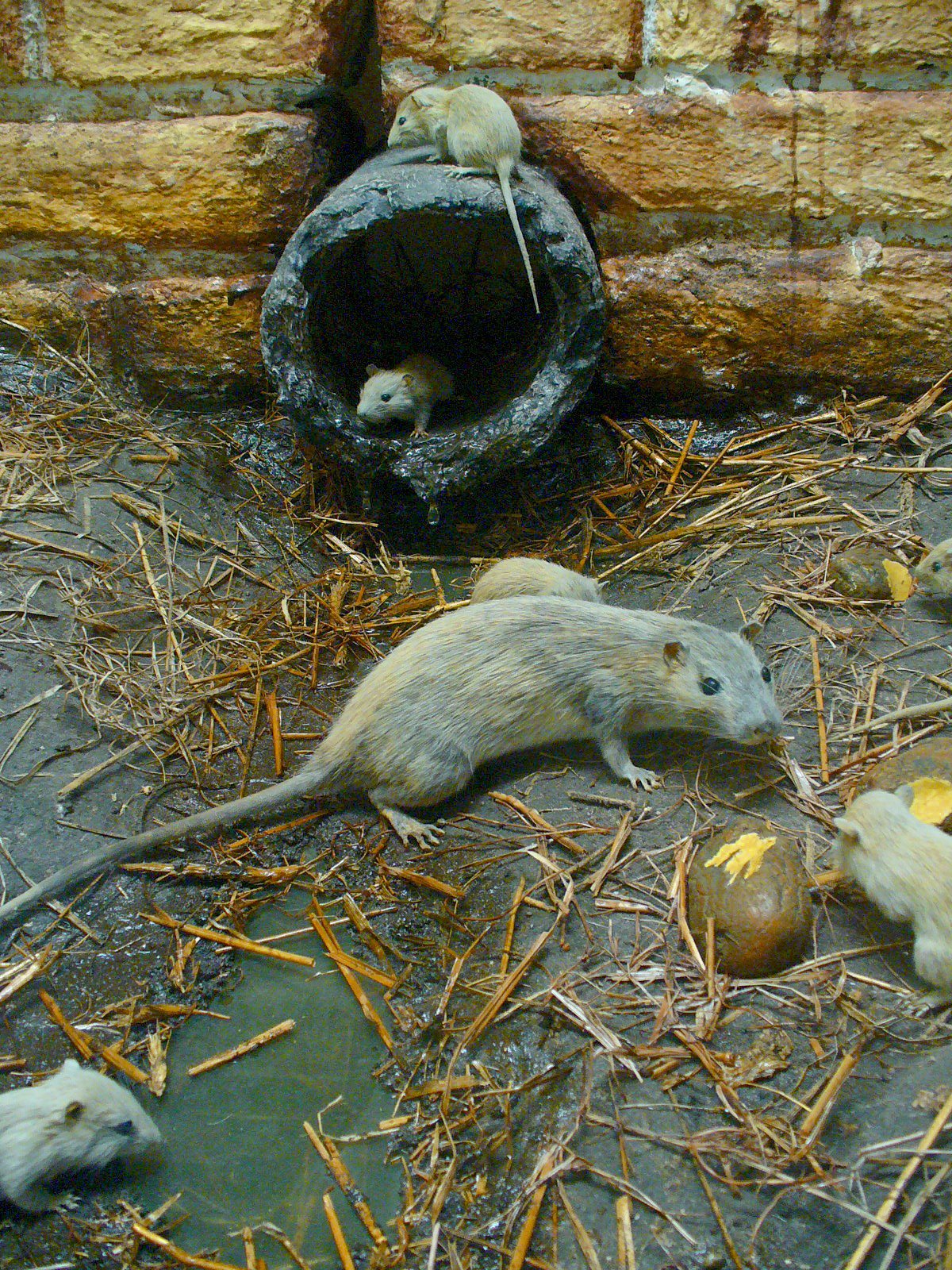 Rats as Survivors: Lessons from Nature (image credits: wikimedia)
