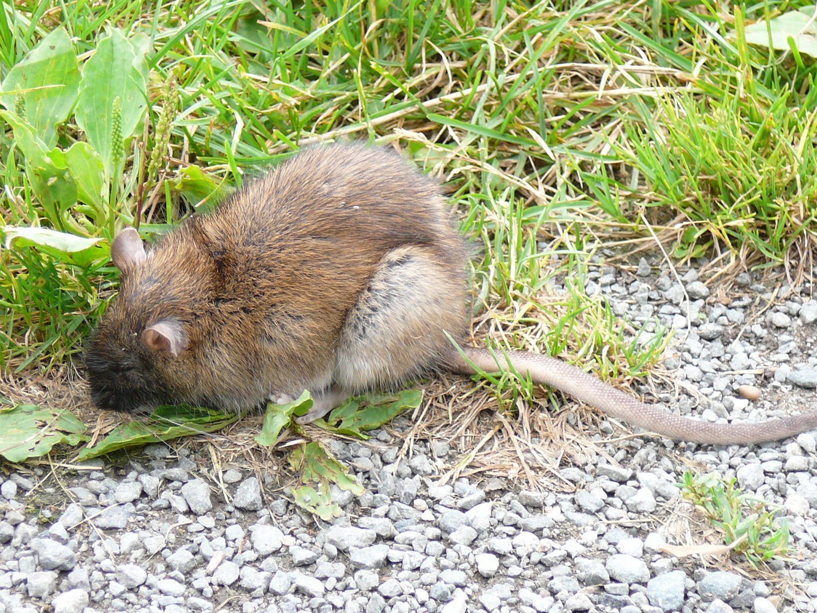 The Fascinating Future of Urban Wildlife (image credits: wikimedia)