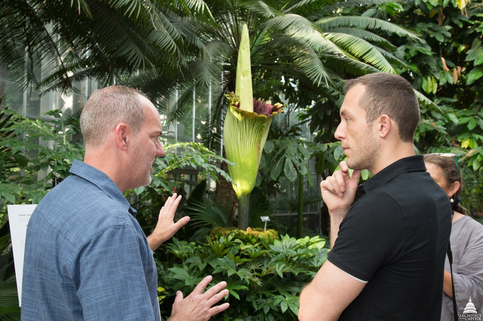 California’s Botanical Gardens: The Stage for the Corpse Flower