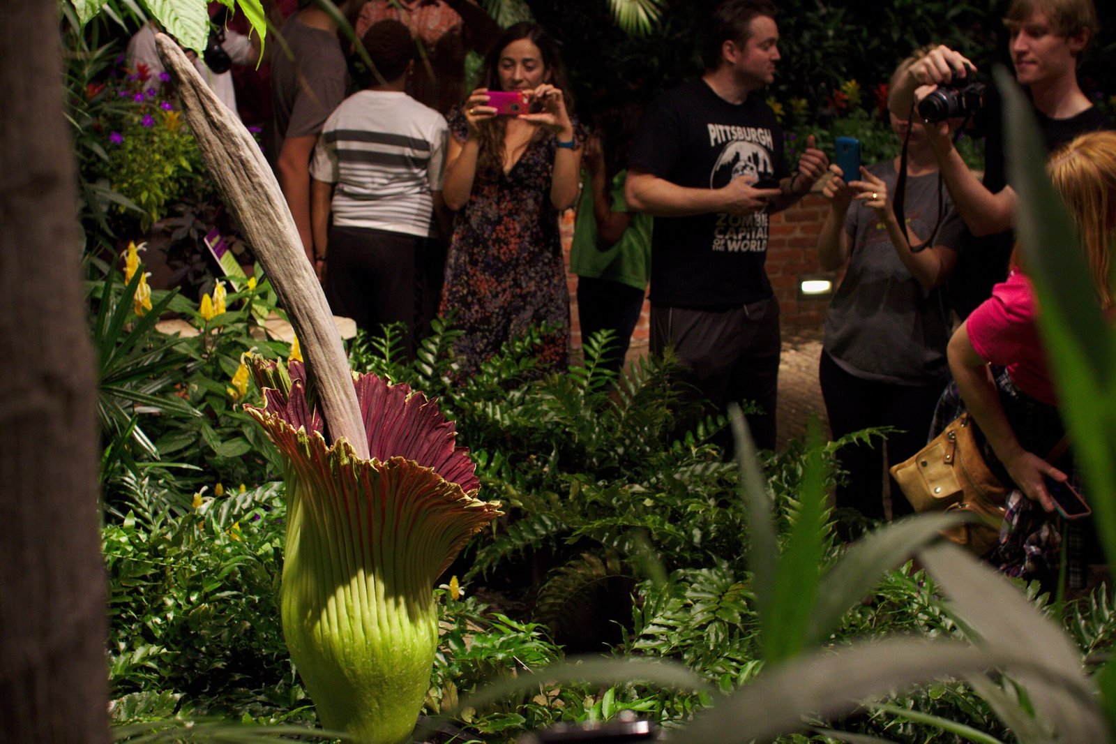 A Plant With a Personality (image credits: wikimedia)