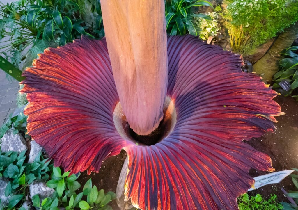 The Corpse Flower in Pop Culture