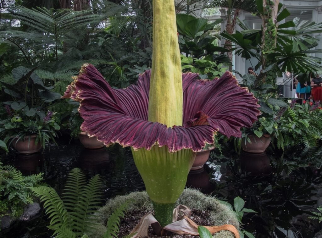 Conservation and the Future of the Corpse Flower
