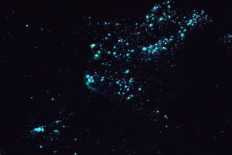 The Science Behind the Glow: Why Do Glowworms Glow? (image credits: wikimedia)