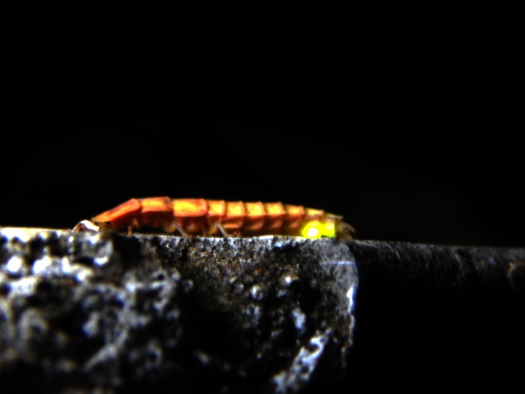 Threats Facing the Glowworm: A Fragile Wonder (image credits: wikimedia)