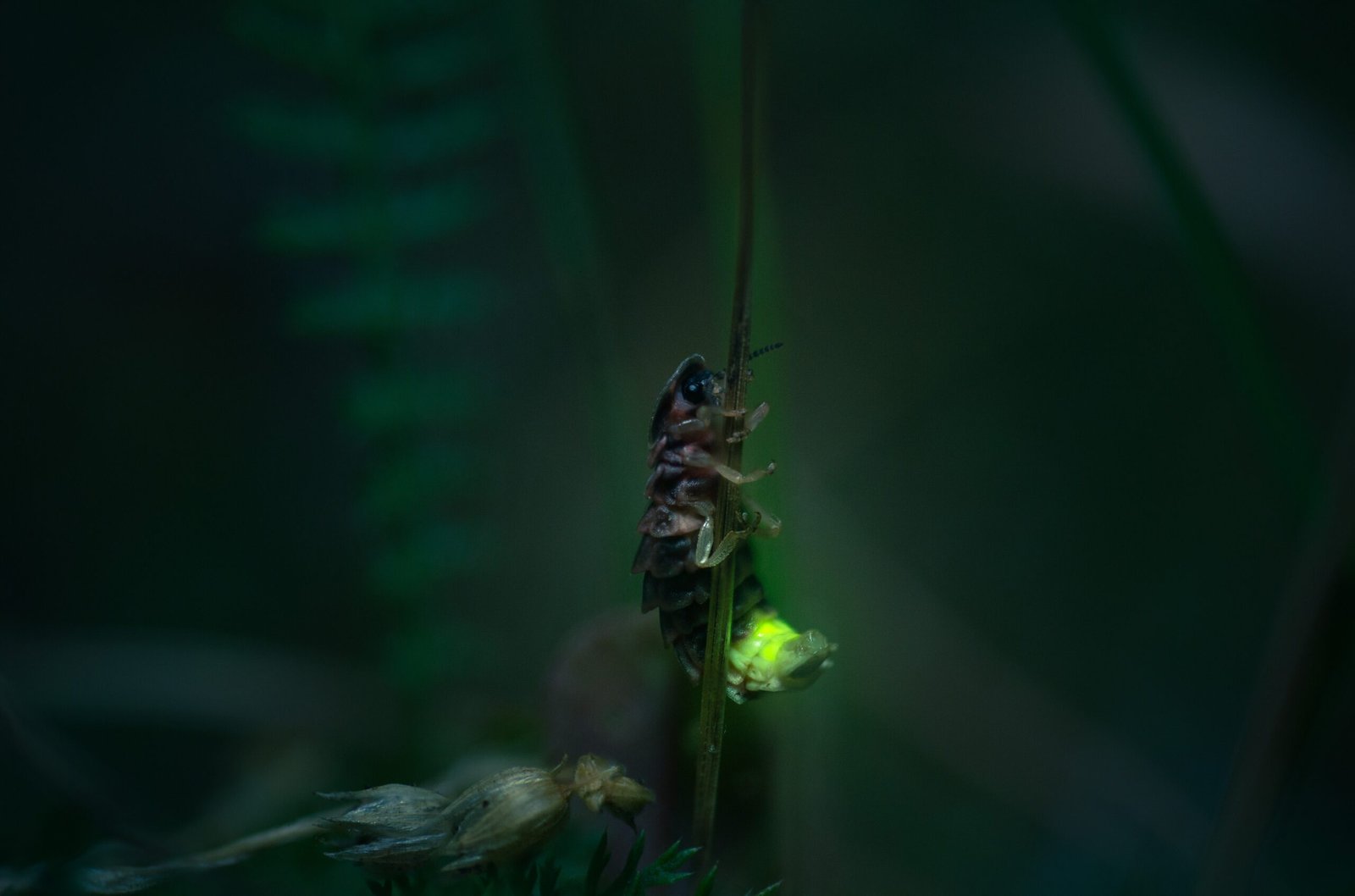 How We Can Help Protect Glowworm Populations (image credits: wikimedia)