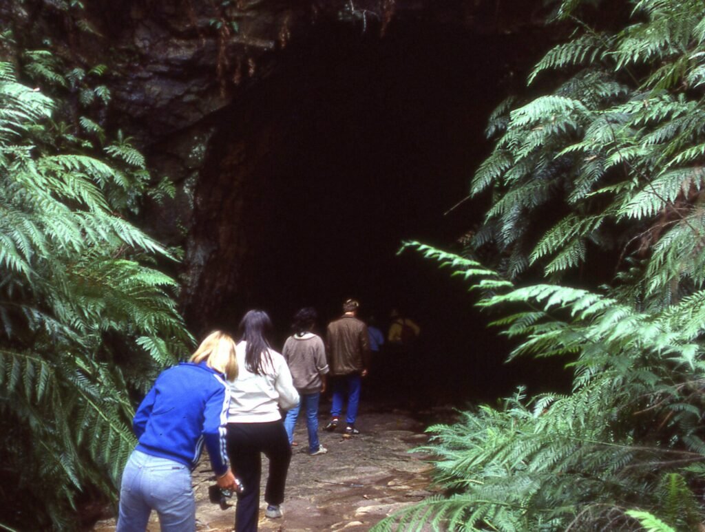 The Future of England’s Glowworm Trails