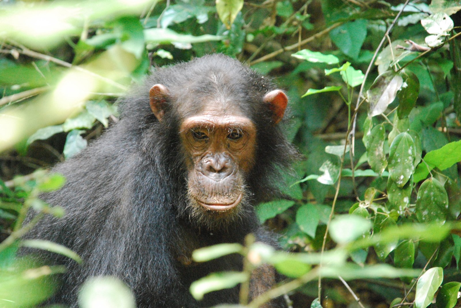 The Fragile Balance of Chimpanzee Society (image credits: wikimedia)