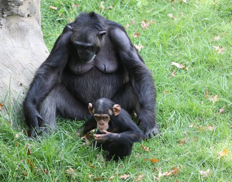 Female Chimpanzees: Victims, Survivors, and Sometimes Aggressors (image credits: wikimedia)