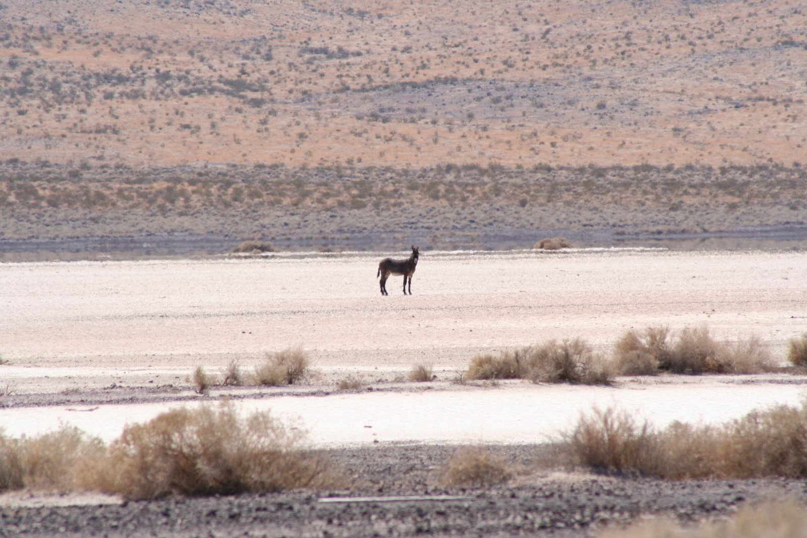 Masters of Survival: The Donkey’s Ancient Origins (image credits: wikimedia)