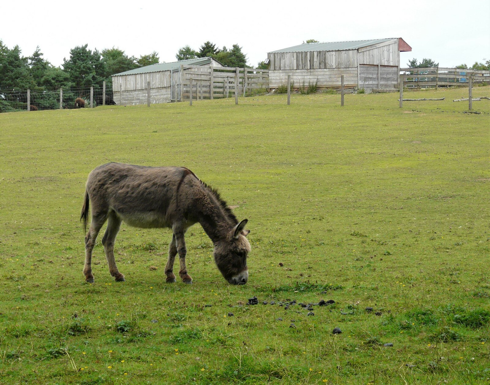 Guardians of Biodiversity: Supporting Ecosystem Balance (image credits: wikimedia)