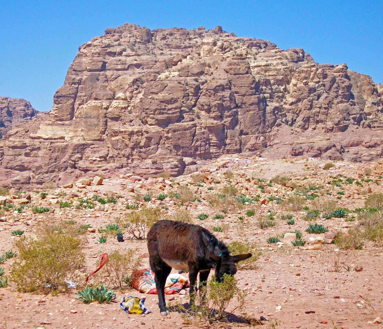 Low-Emission Livestock: Reducing Environmental Impact (image credits: wikimedia)