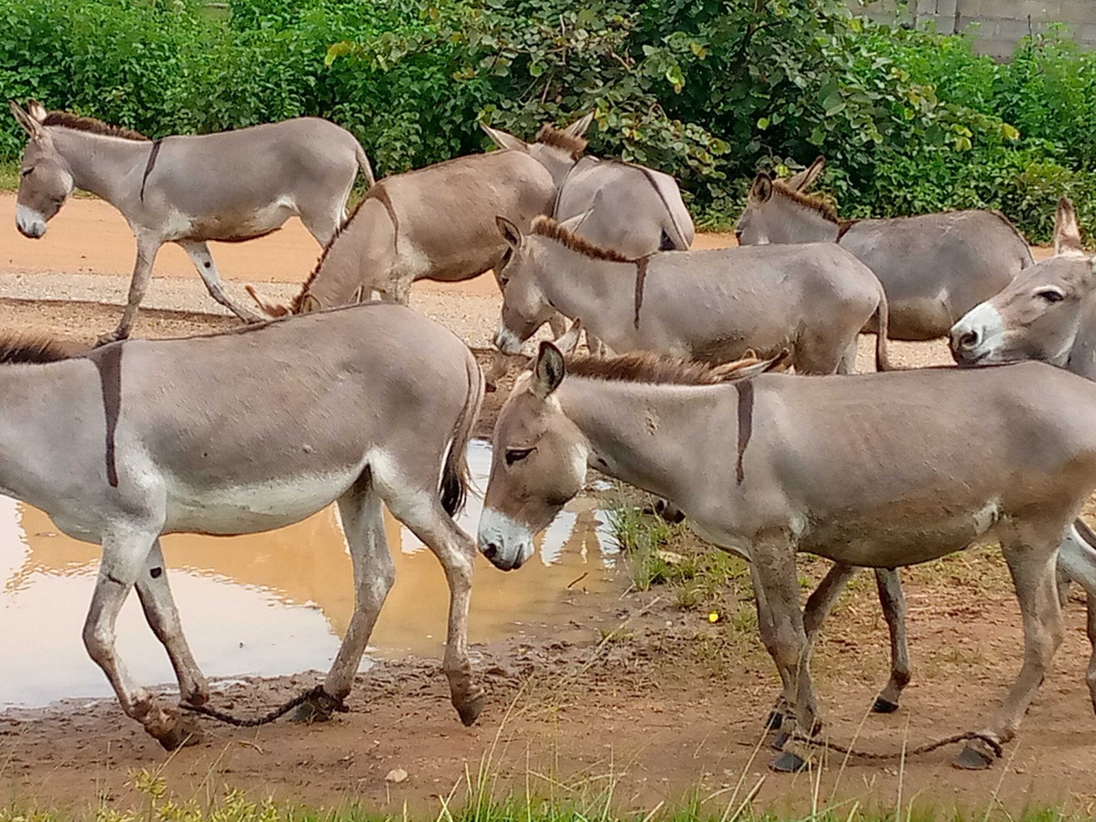 A Call to Recognition: Honoring Donkeys on World Donkey Day (image credits: wikimedia)