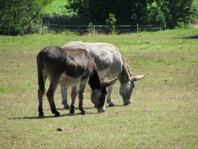 Soil Health and Low Impact Grazing (image credits: wikimedia)