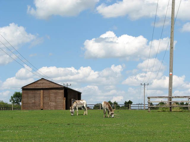 Scientific Insights: Donkey Intelligence and Wellbeing (image credits: wikimedia)