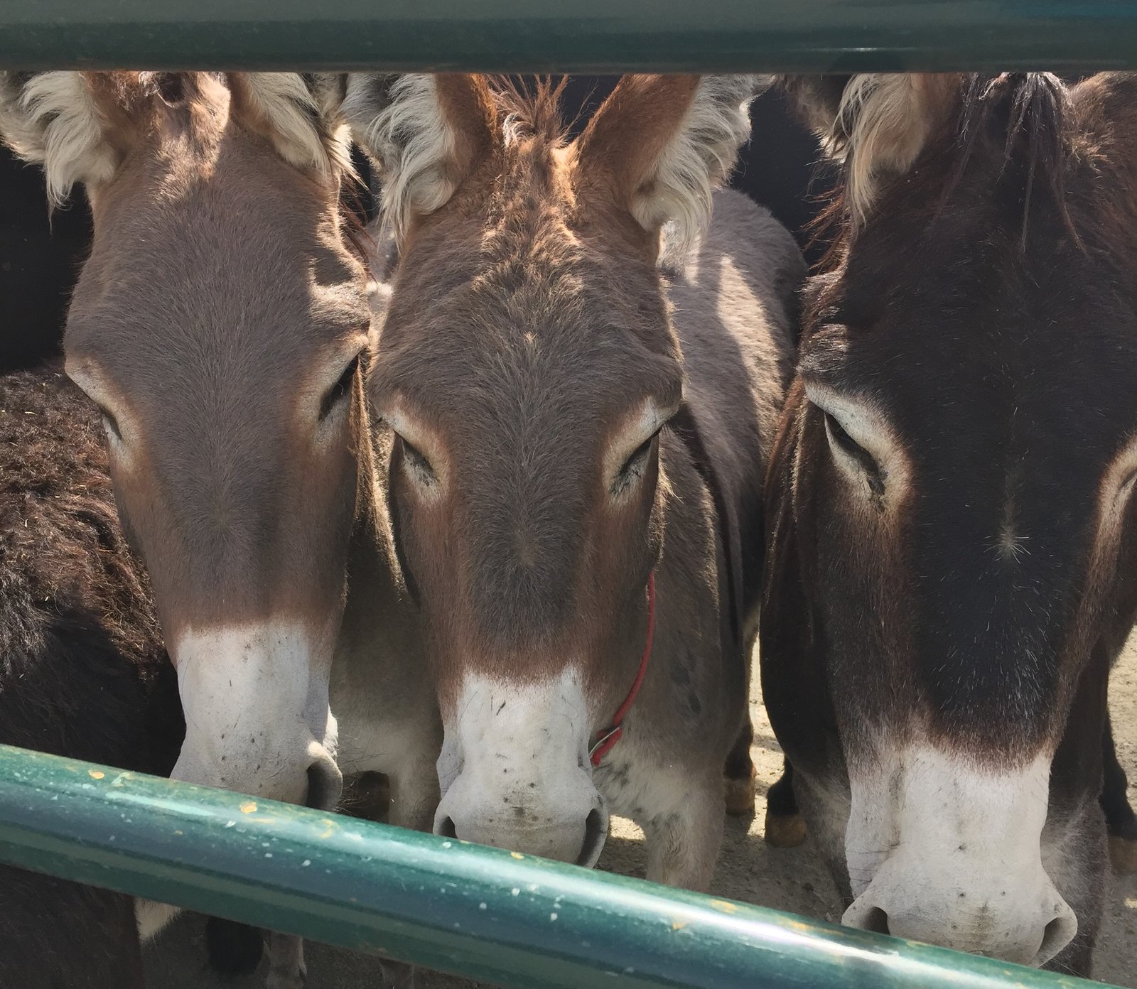 A Global Call to Action for Donkey Welfare (image credits: wikimedia)