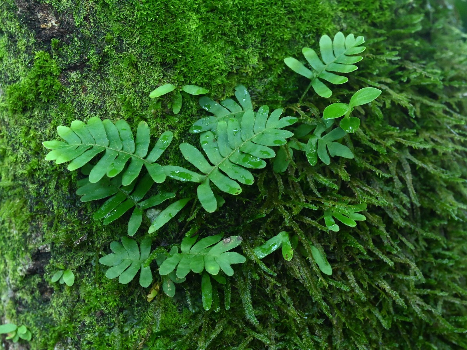 Why Don’t All Plants Have This Power? (image credits: wikimedia)