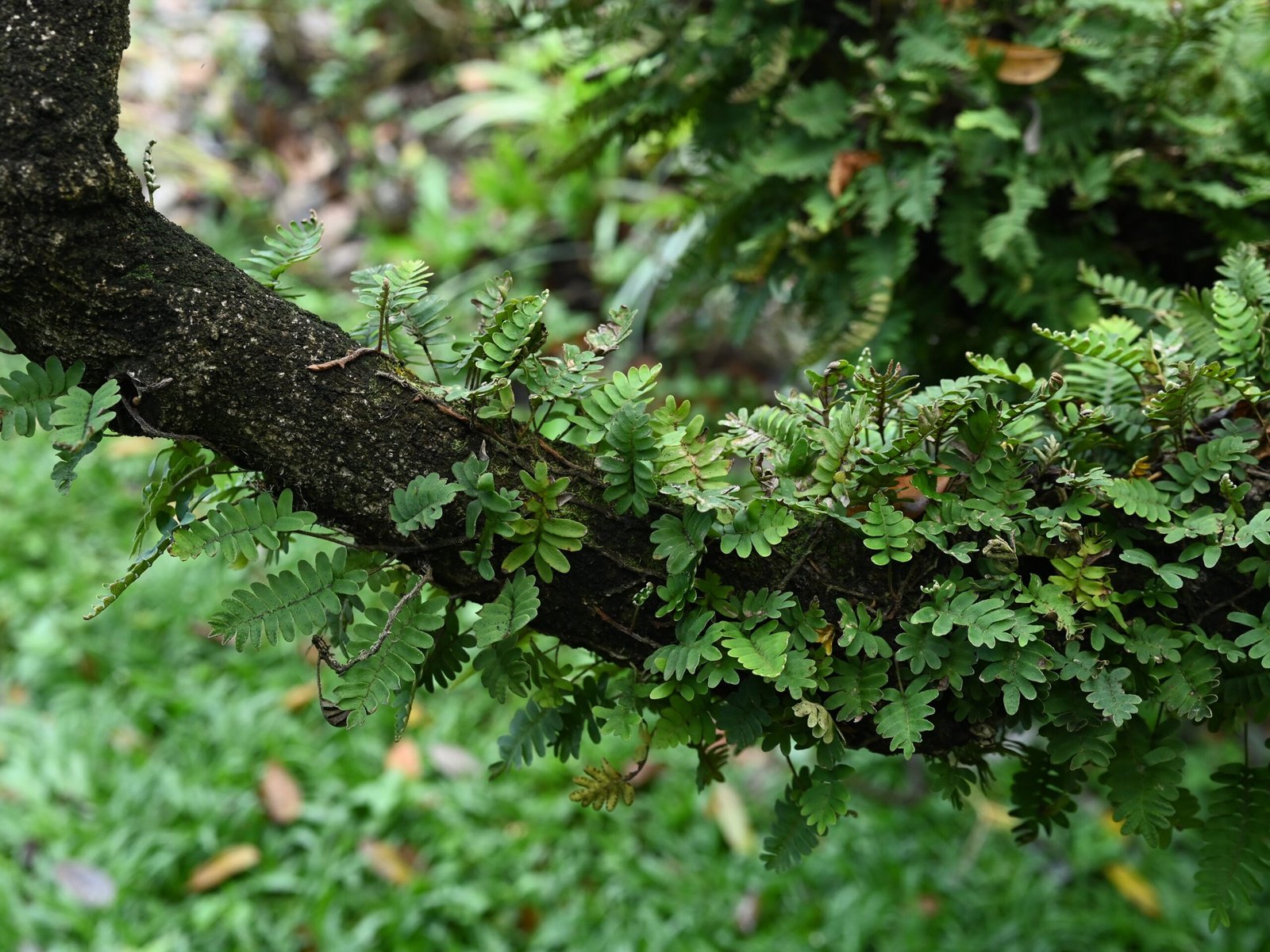 Symbolism and Cultural Significance (image credits: wikimedia)