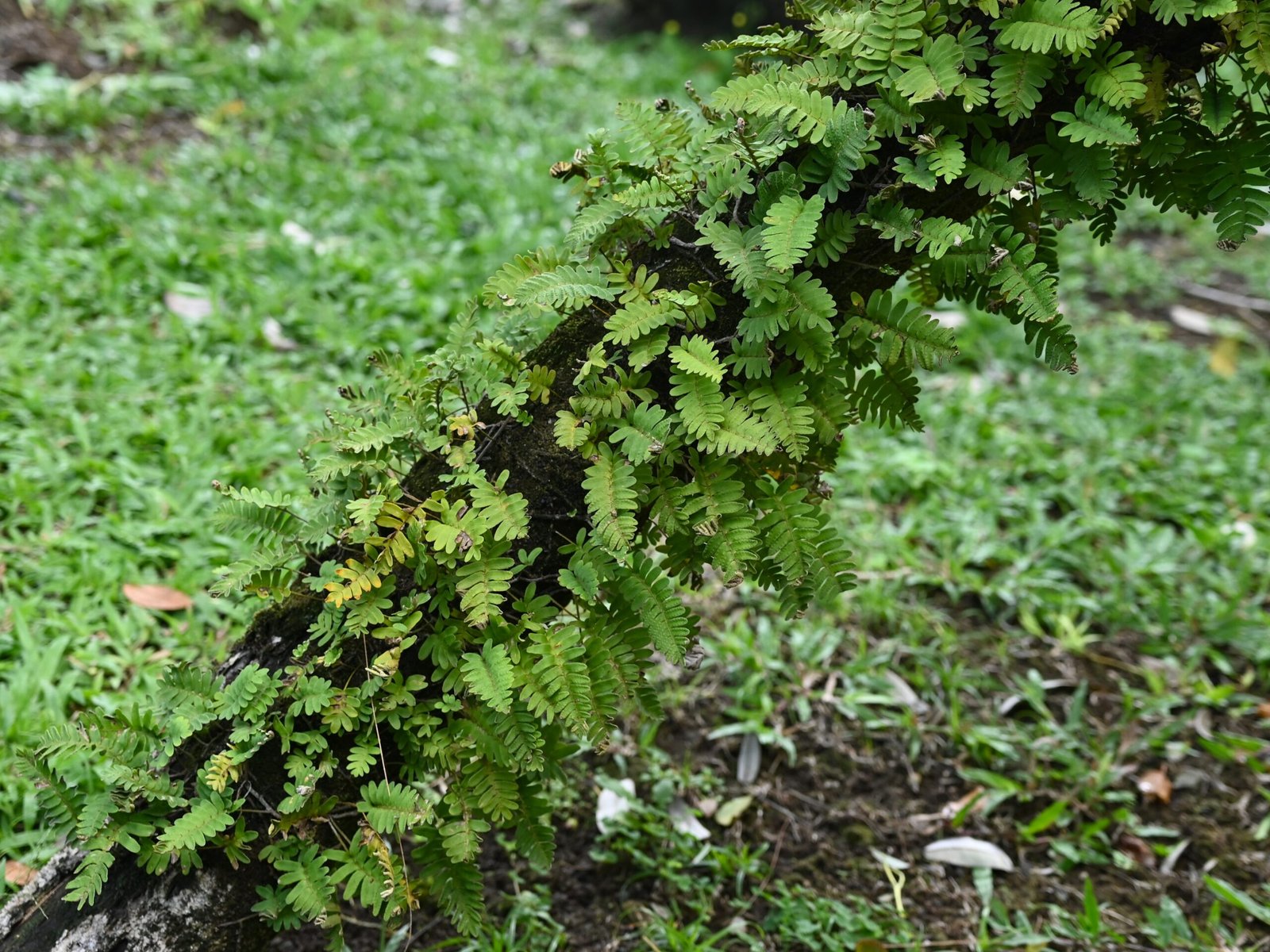 Modern Scientific Fascination (image credits: wikimedia)