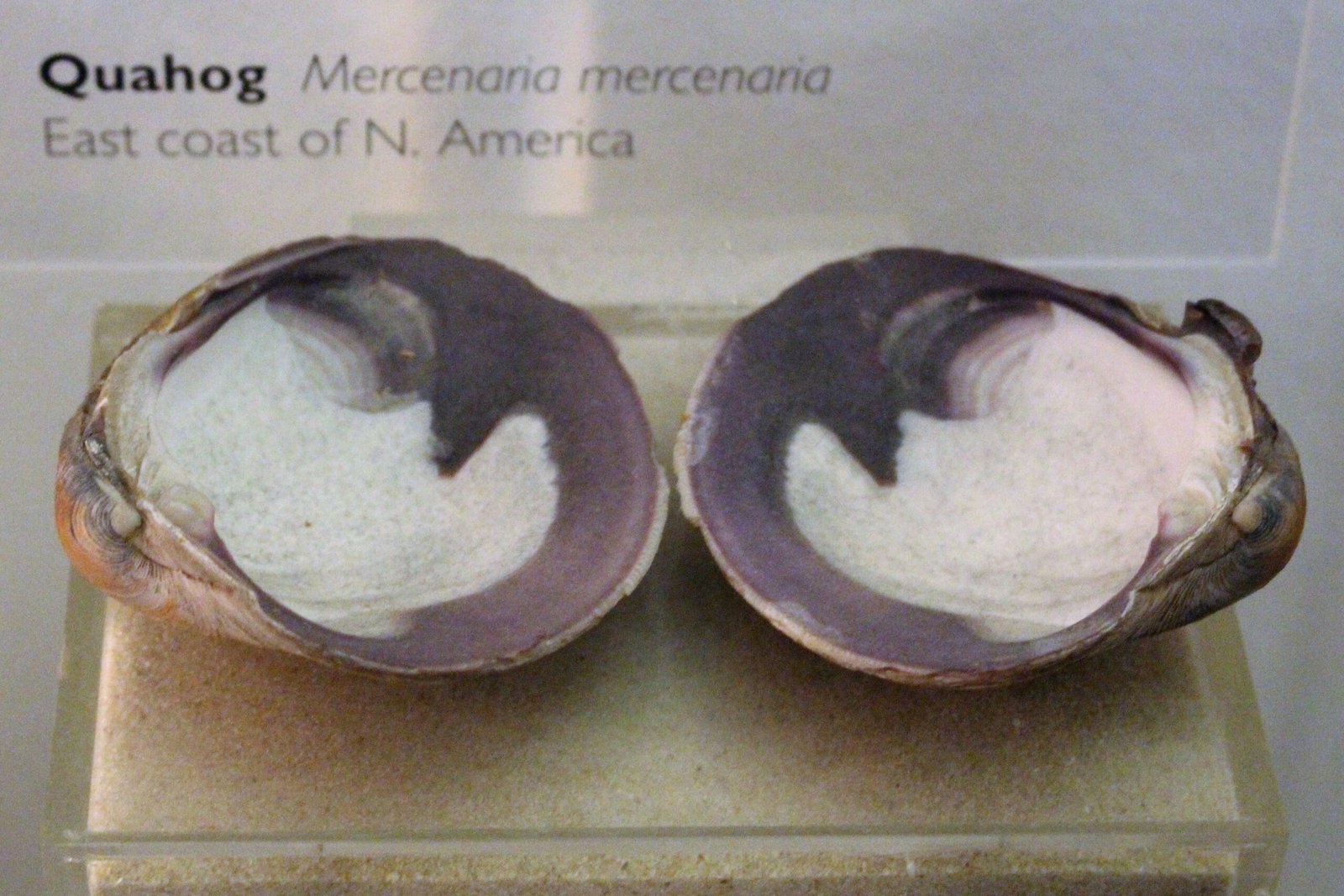 The Social Side: Quahog Communities and Spawning (image credits: wikimedia)