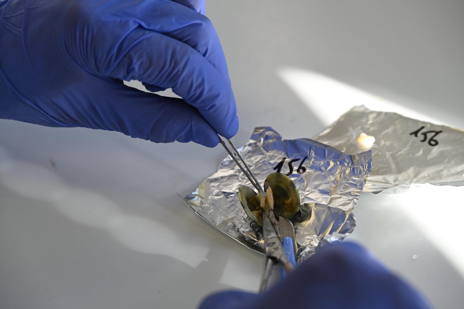 Changing Waters: Quahogs in a Warming World (image credits: wikimedia)