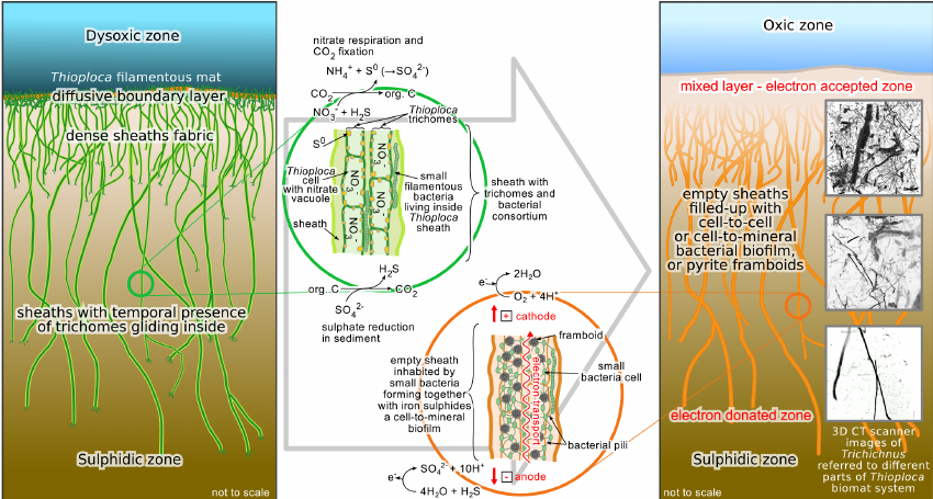 The Microbe with a Shocking Talent (image credits: wikimedia)