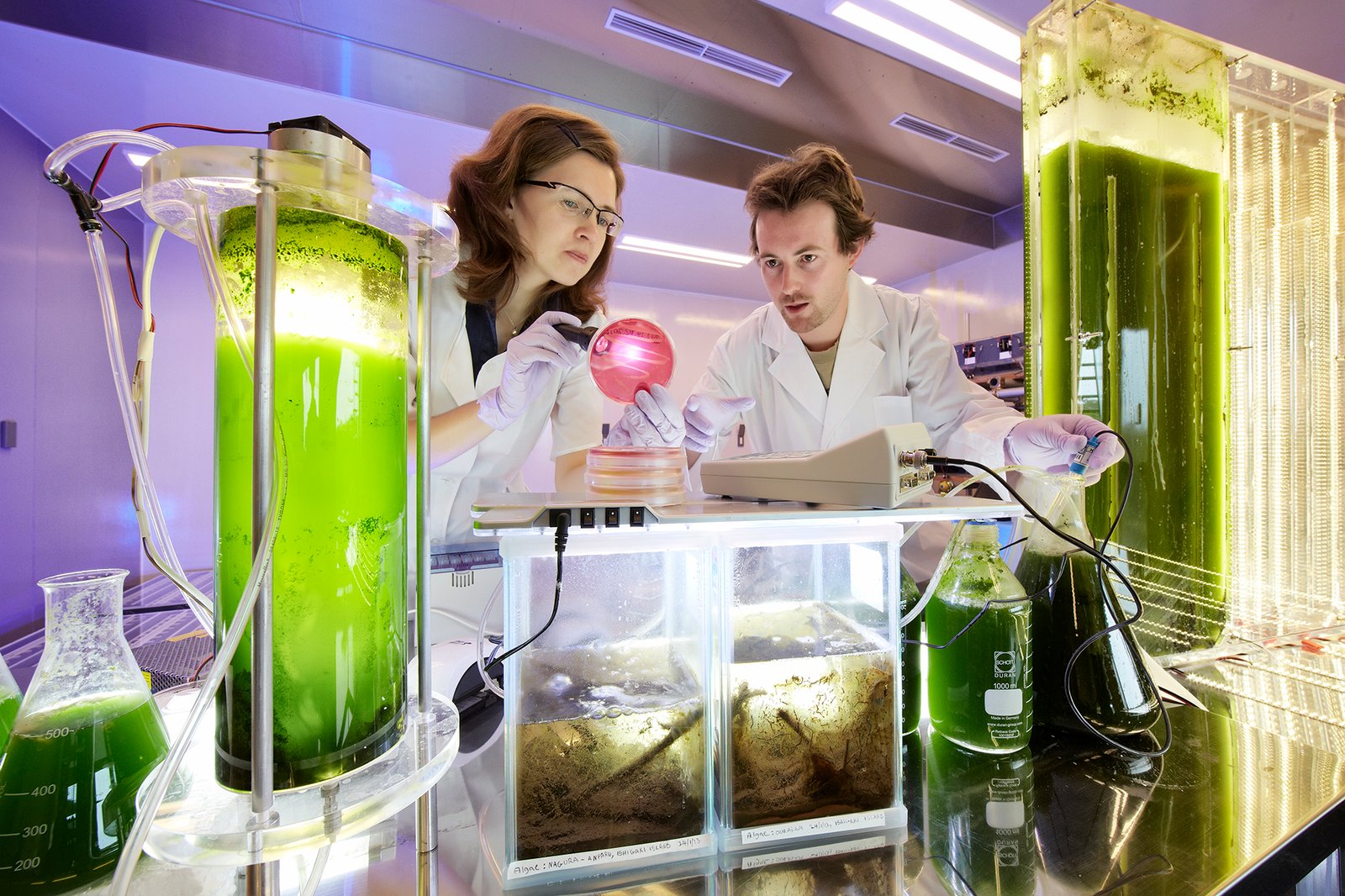 How Do Microbes Make Electricity? (image credits: wikimedia)