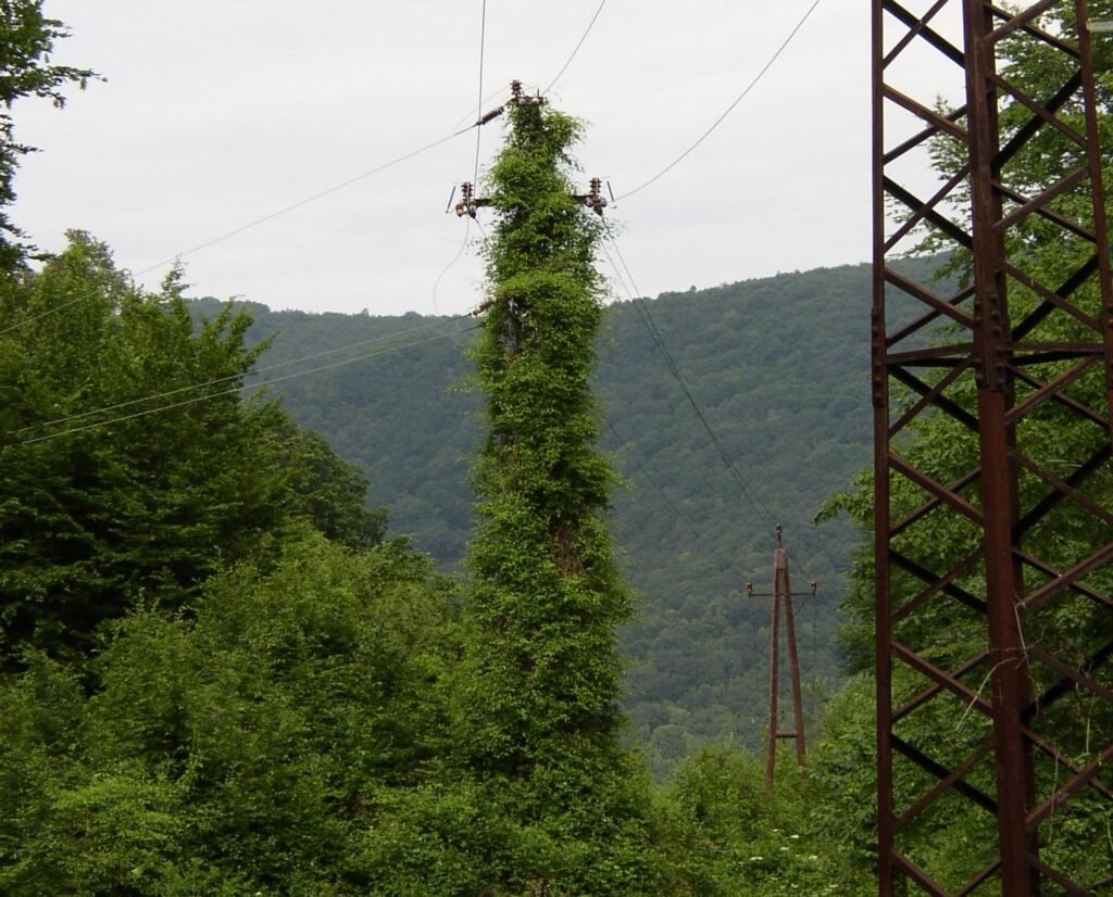 Nature’s Role in the Future of Energy