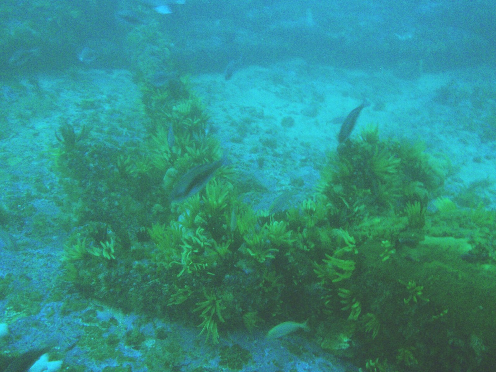 Shipwrecks as Lifeboats for Endangered Species (image credits: wikimedia)