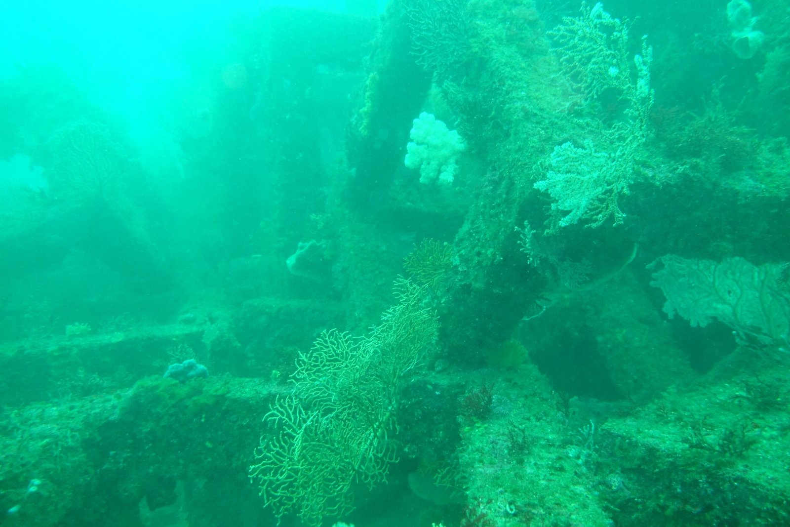 The Role of Artificial Reefs in Marine Recovery (image credits: wikimedia)