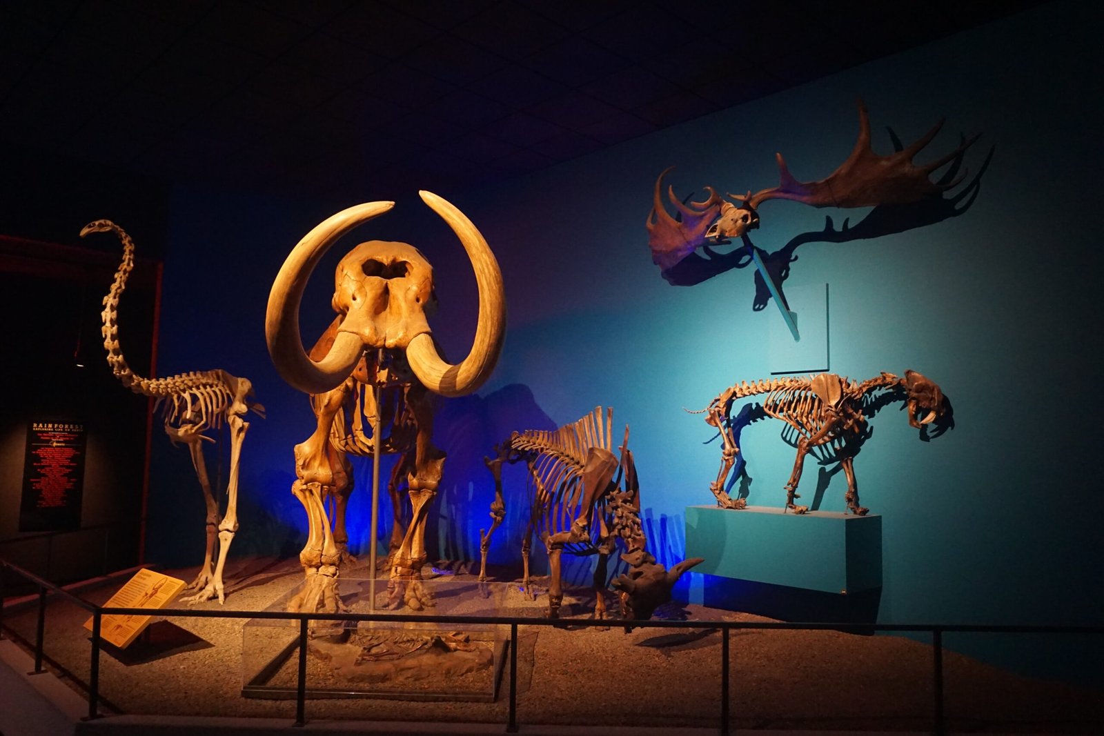 The Disappearance of Giant Birds: Moa Extinction (image credits: wikimedia)