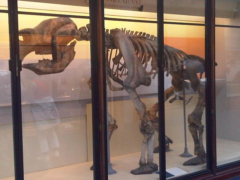 The Mystery of Extinction: What Happened to the Thunder Beast? (image credits: wikimedia)