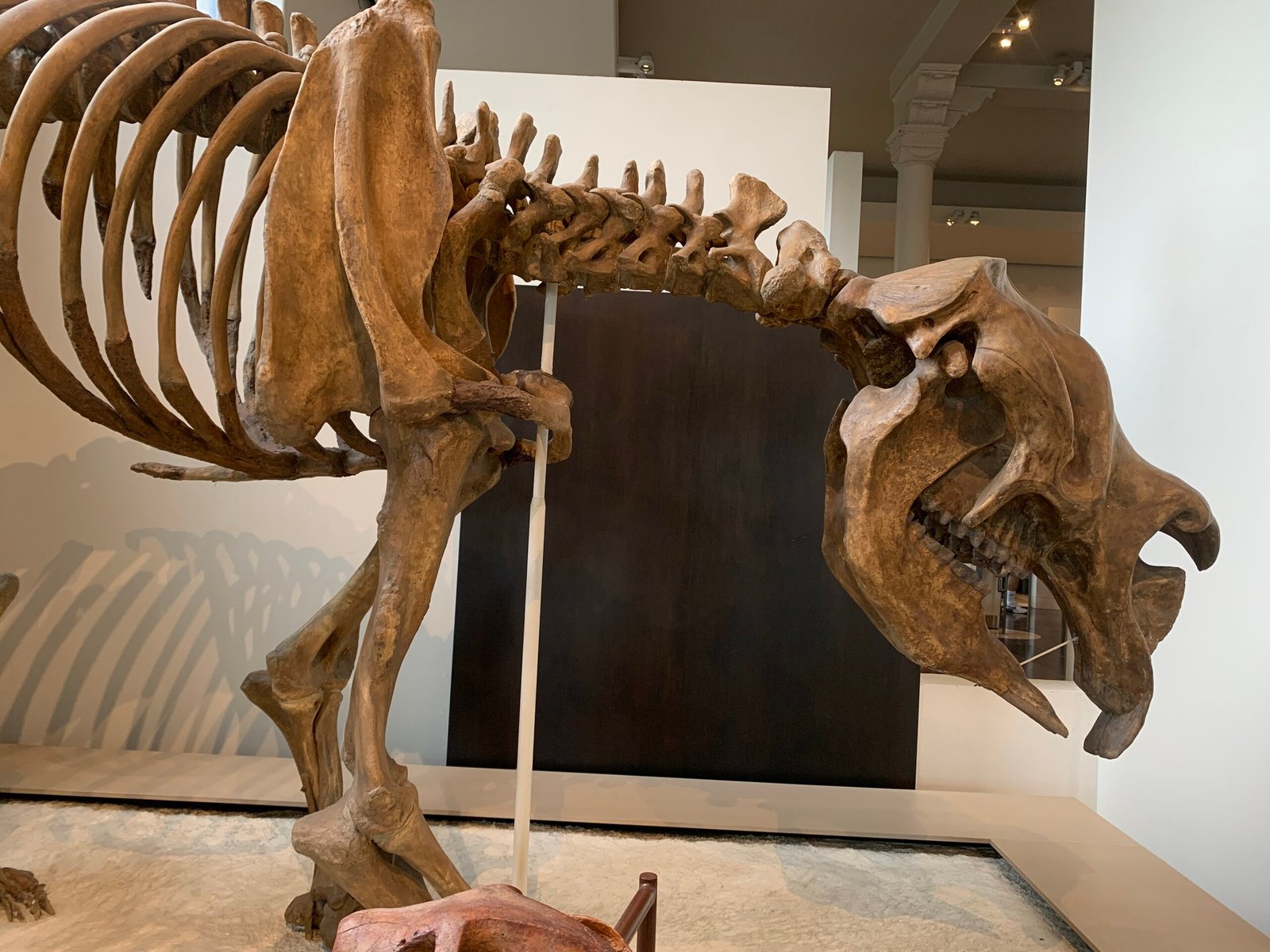 Unearthing the Past: Fossils Tell the Story (image credits: wikimedia)