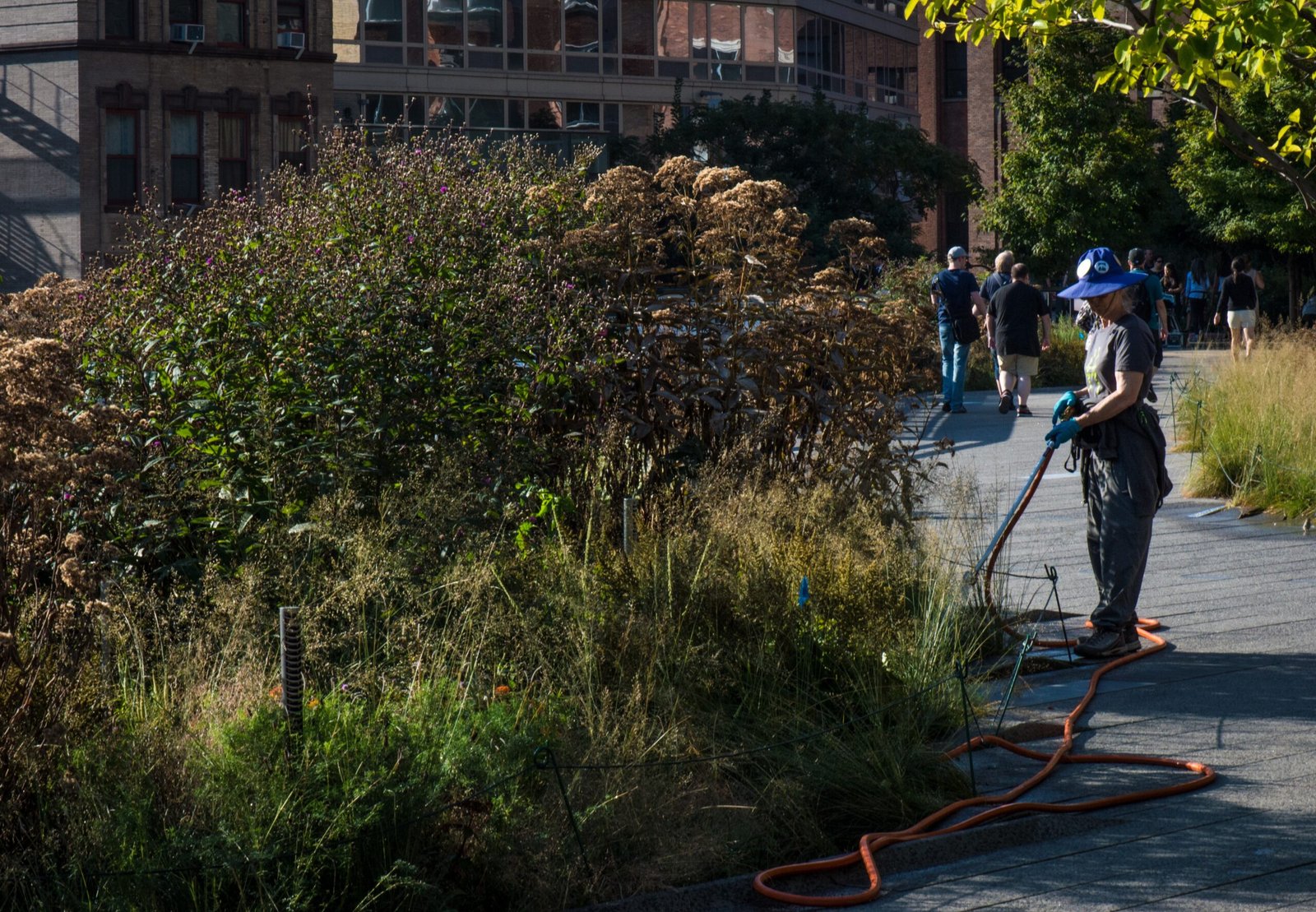 Green Corridors: Connecting Urban Nature (image credits: wikimedia)