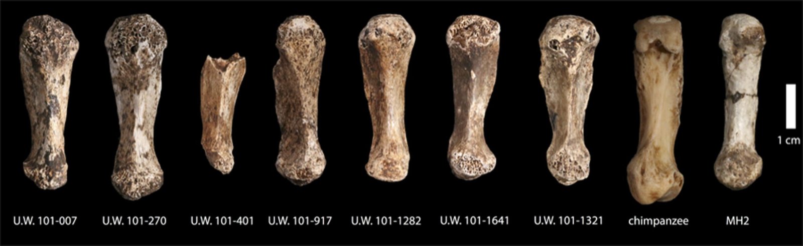 Strange but Familiar Bones (image credits: wikimedia)