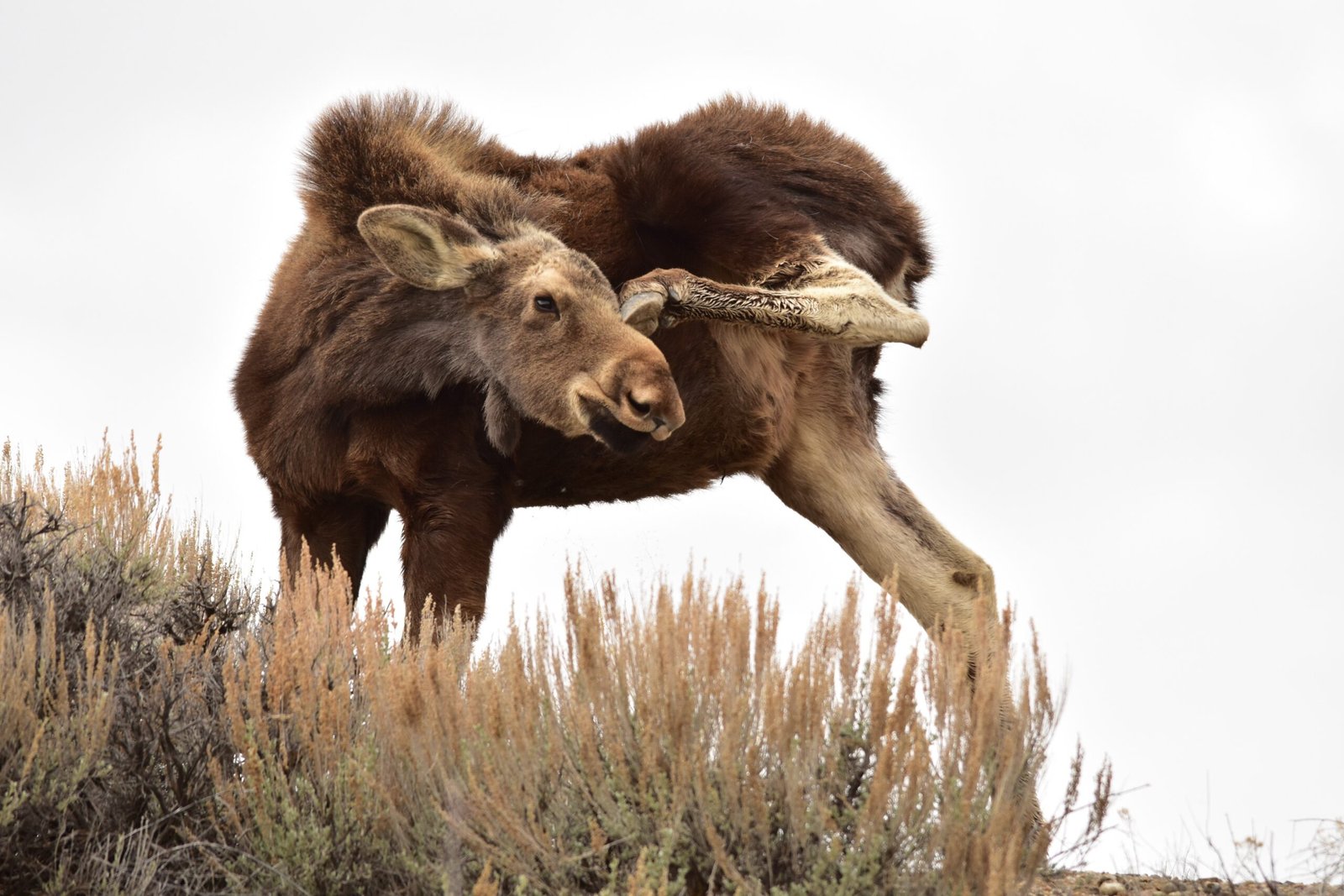 Moose Behavior: Desperate Measures for Relief (image credits: wikimedia)