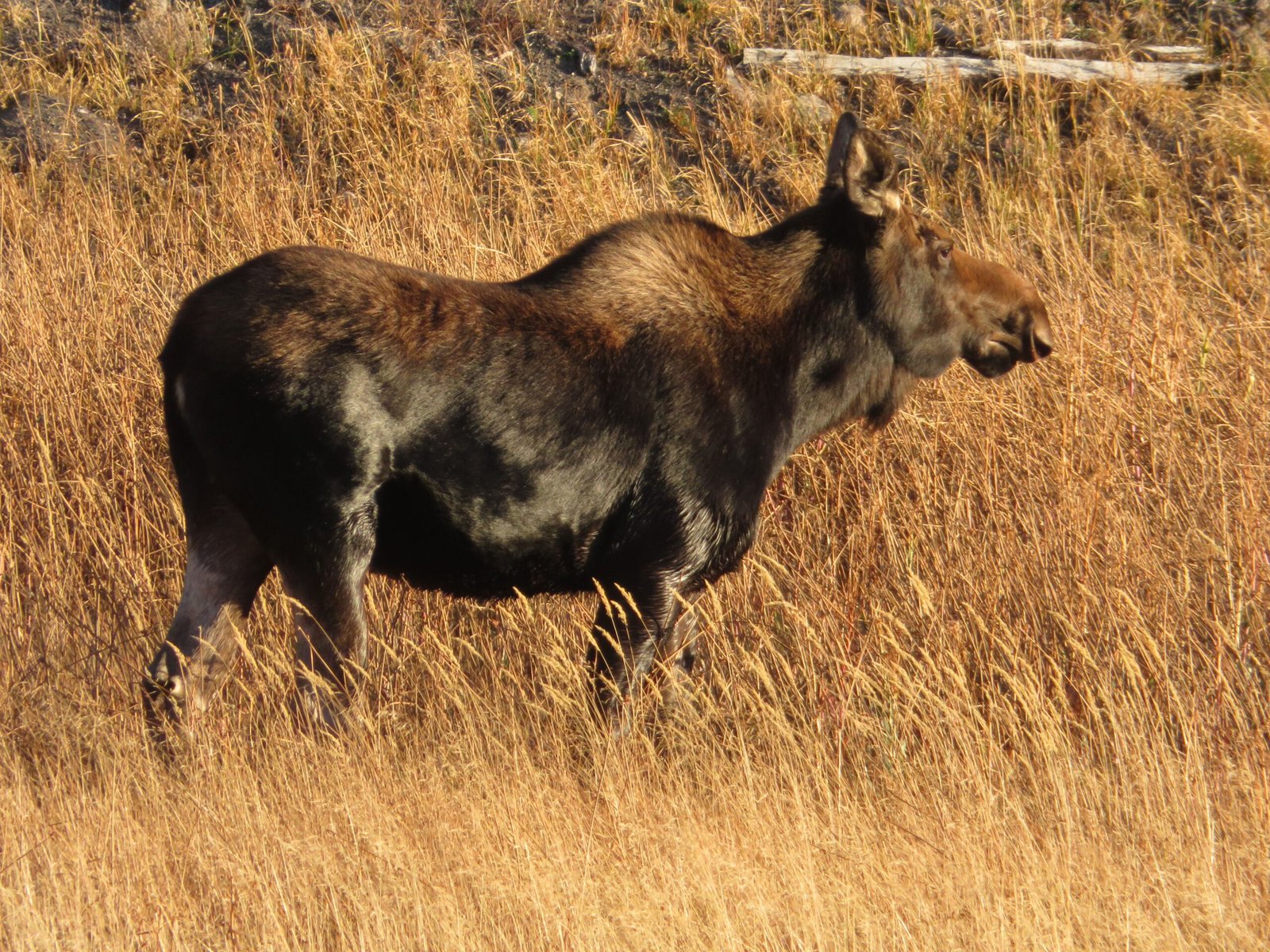 Why This Matters: More Than Just a Wildlife Story (image credits: wikimedia)