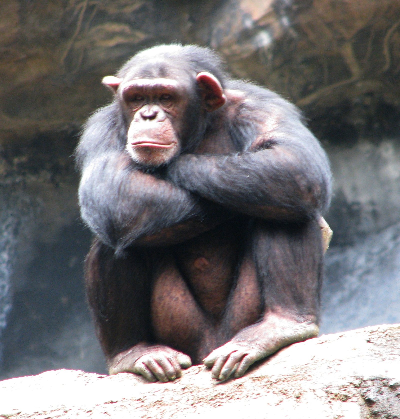 Pain in the Wild: Natural Suffering versus Human Impact (image credits: wikimedia)